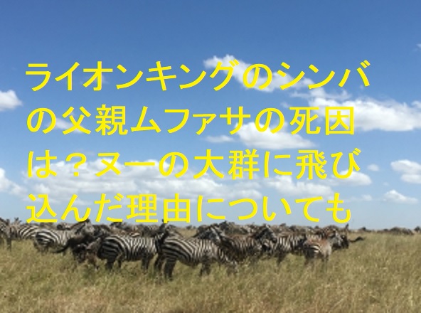 ライオンキングのシンバの父親ムファサの死因は ヌーの大群に飛び込んだ理由についても 足長パパのブログ ライオンキングのシンバの父親ムファサの死因は ヌーの大群に飛び込んだ理由についても 足長パパのブログ